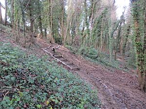 Steps in Withdean Stadium Woods (geograph 3822887)