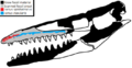 Taniwhasaurus antarcticus skull diagram