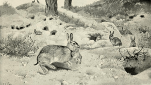 The Rabbit (1898) 'Maternal instinct'