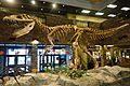 Torvosaurus Museum of Ancient Life 2
