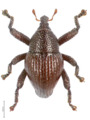 Trigonopterus attenboroughi holotype - ZooKeys-467-011