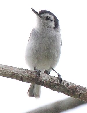 Tropical Gnatcatcher (Polioptila plumbea).jpg