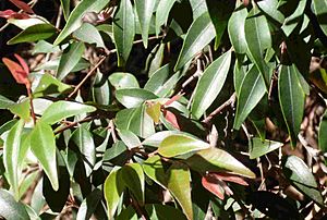 Uromyrtus australis leavesEDITED.JPG