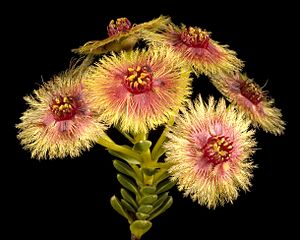 Verticordia grandiflora - Flickr - Kevin Thiele.jpg