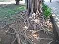 Visible roots