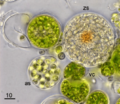 Vitrella brassicaformis LM Michalek 2020