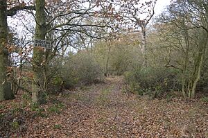 Warboys Wood 5