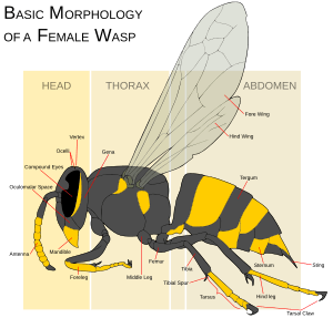 Wasp morphology