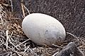Waved-albatross-egg