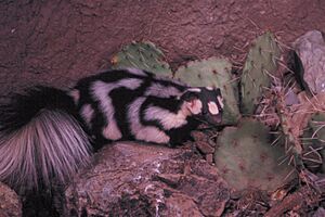 Western spotted skunk lying against rock near cactus - DPLA - 1c6d4c406a8cb85333c08c56d6453c3a.jpg