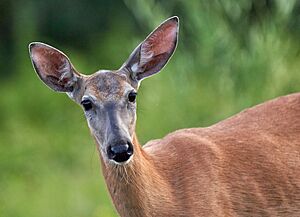 White-tailed Deer Doe