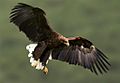 White-tailed Eagle 34