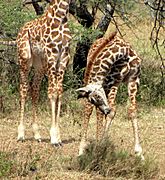 Young Maasai Giraffes
