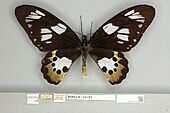 013605524 Ornithoptera meridionalis dorsal female