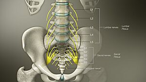 3D Medical Animation of Lumbosacral Plaxus