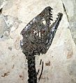 9120 - Milano, Museo storia naturale - Scipionyx samniticus - Foto Giovanni Dall'Orto 22-Apr-2007