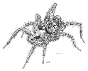 ARAN Lycosidae Anoteropsis hilaris f