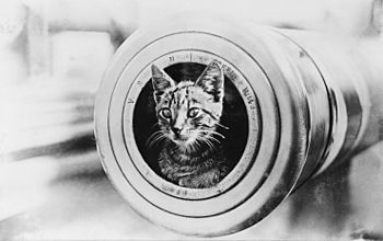 A cat on HMAS Encounter