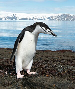 A chinstrap penguin (Pygoscelis antarcticus) on Deception Island in Antarctica.jpg