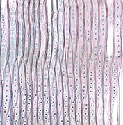 Abies concolor tangential