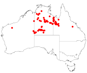 Acacia chippendaleiDistMap182.png