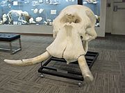 African Bush Elephant Skull