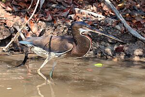 Agami heron Facts for Kids
