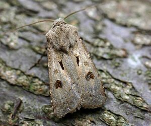 Agrotis exclamationis01