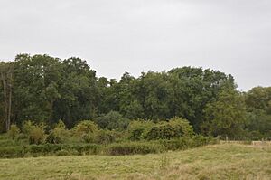 Alder Carr 4