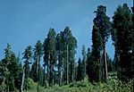 Giant sequoias.