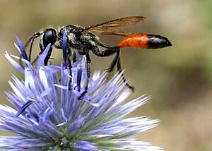 Ammophila sabulosa01