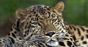 Amur Leopard Pittsburgh Zoo