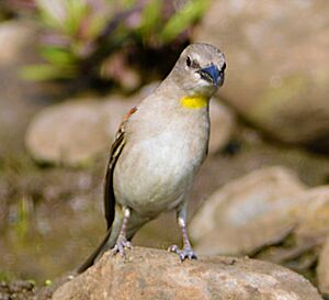 Another pose of Chestnut-shouldered Petronia, Nagpur by Dr. Tejinder Singh Rawal