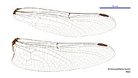 Archaeosynthemis leachii male wings (34921458091)