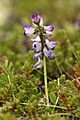 Astragalus alpinus LC0319