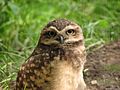 Athene-cunicularia-burrowing-owl-0a