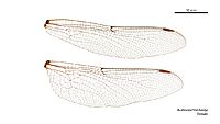 Austroaeschna hardyi female wings (35053176915)