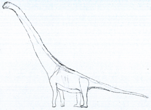 Austrosaurus LM