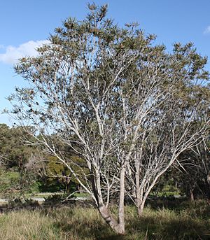 Banksia prionotes trees