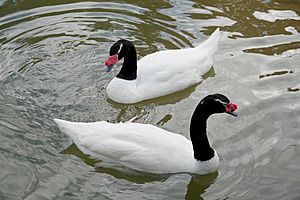 Black-necked Swan.jpg