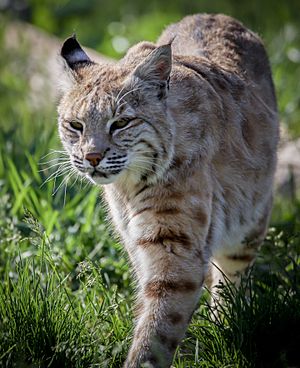 Bobcat Facts for Kids