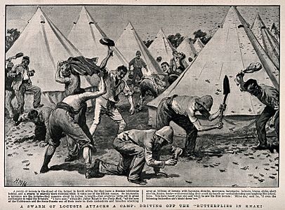Boer War- soldiers in camp driving off a swarm of locusts with anything to hand. Halftone, c. 1900, after H. Paget. By Couresy of the Wellcome Collection