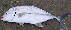 Brassy trevally Darwin