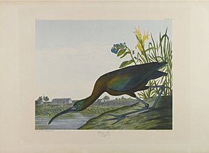 Brooklyn Museum - Glossy Ibis - John J. Audubon