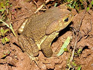 Bufo ictericus01a.jpg