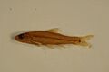 Bullhead minnow