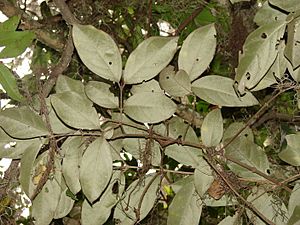 Bunchosia argentea.jpg