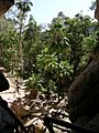 Carnarvon Fan Palms