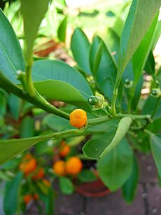 Citrus reticulata Fruchtansatz