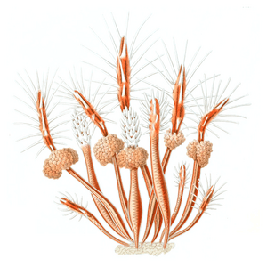 Clava multicornis (from Allman, 1871)